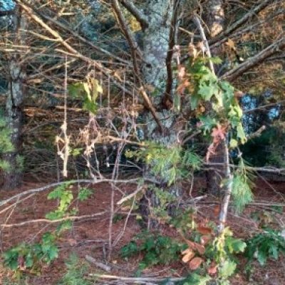 student's works line14.1