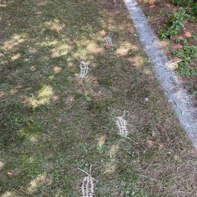 student's works line5.1