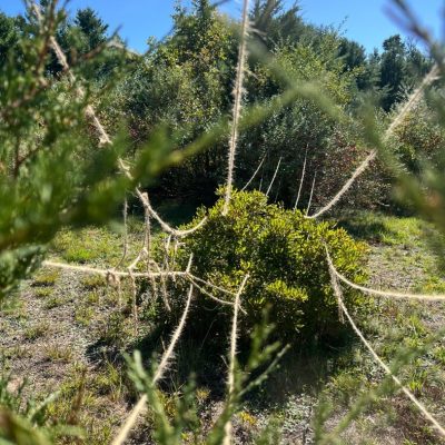 student's works line6.2