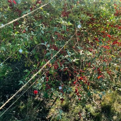 student's works line6.3